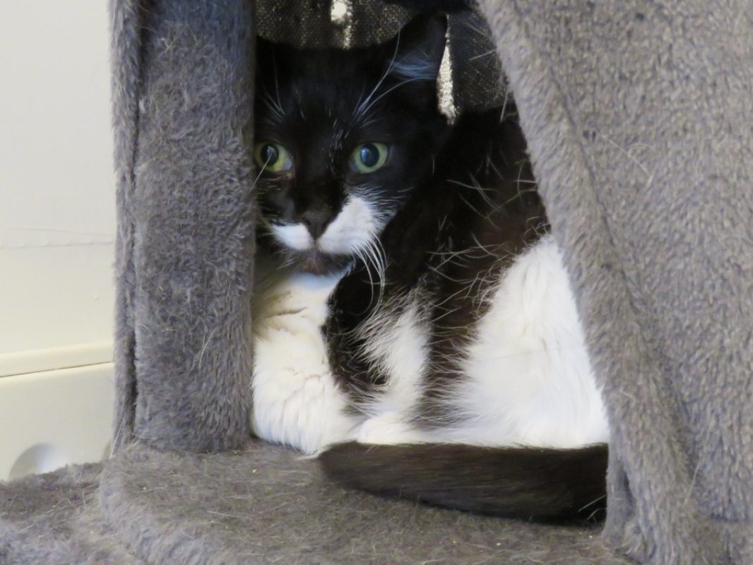 Lina - Chat Européen à adopter - photo 4