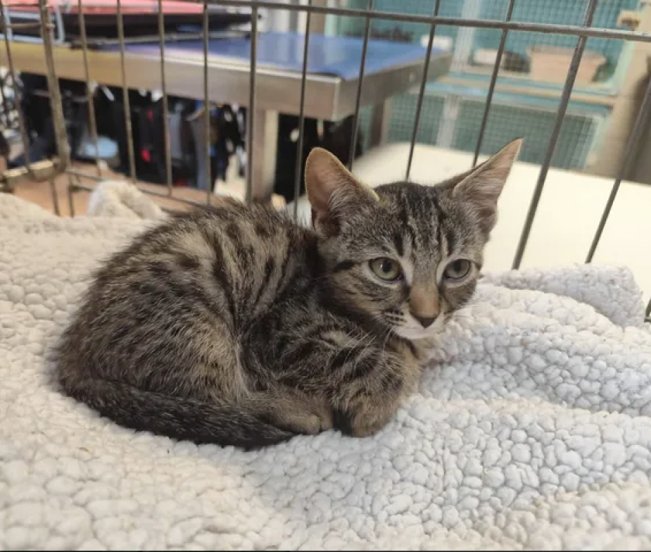 Stiles - Chat Européen à adopter