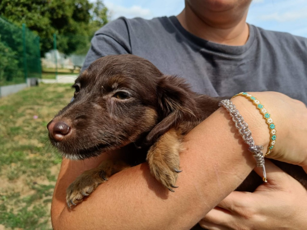 Loupita - Chien Berger à adopter