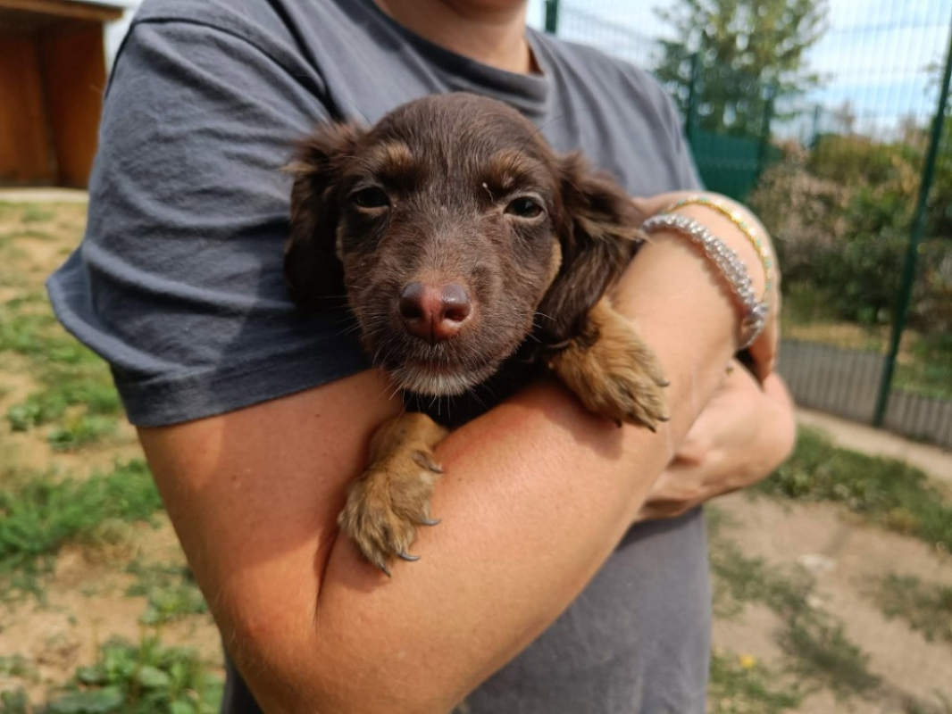 Loupita - Chien Berger à adopter - photo 2