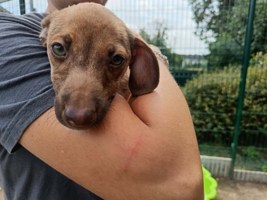 Sasi - Chien Berger à adopter