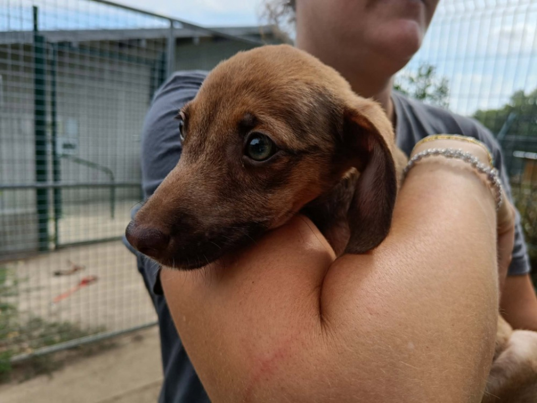 Sasi - Chien Berger à adopter - photo 2