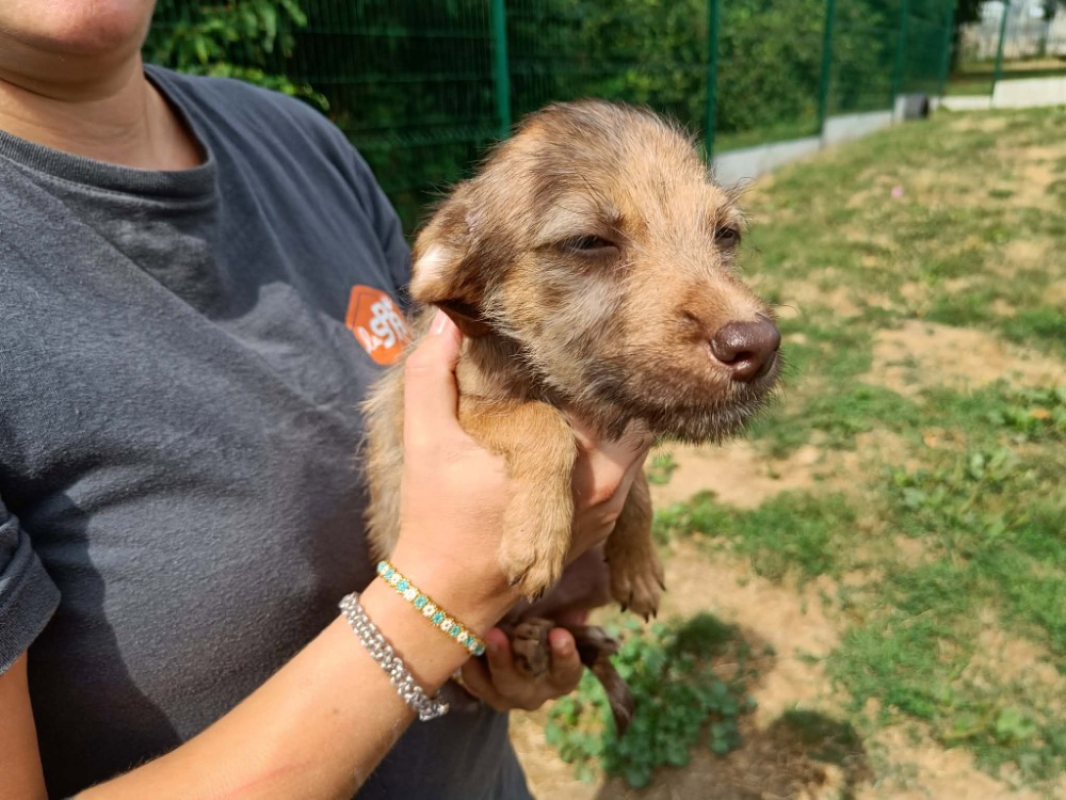 Ratis - Chien Berger à adopter
