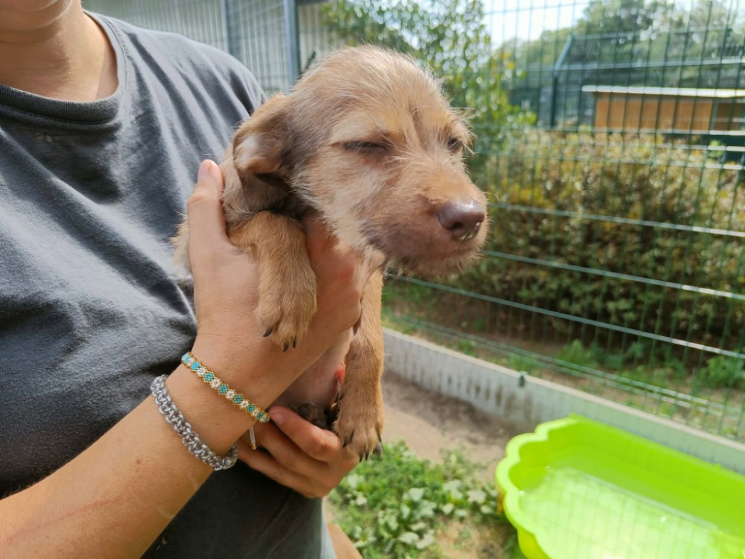 Ratis - Chien Berger à adopter - photo 2