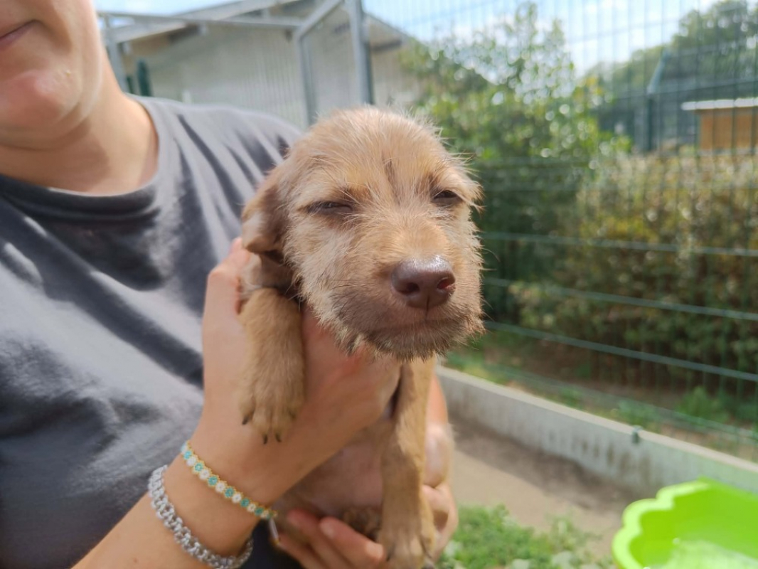 Ratis - Chien Berger à adopter - photo 3