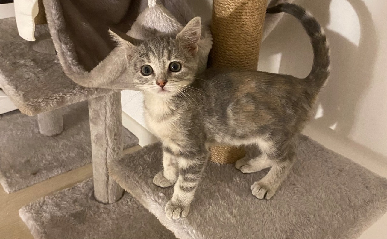 Disney - Chat Européen à adopter