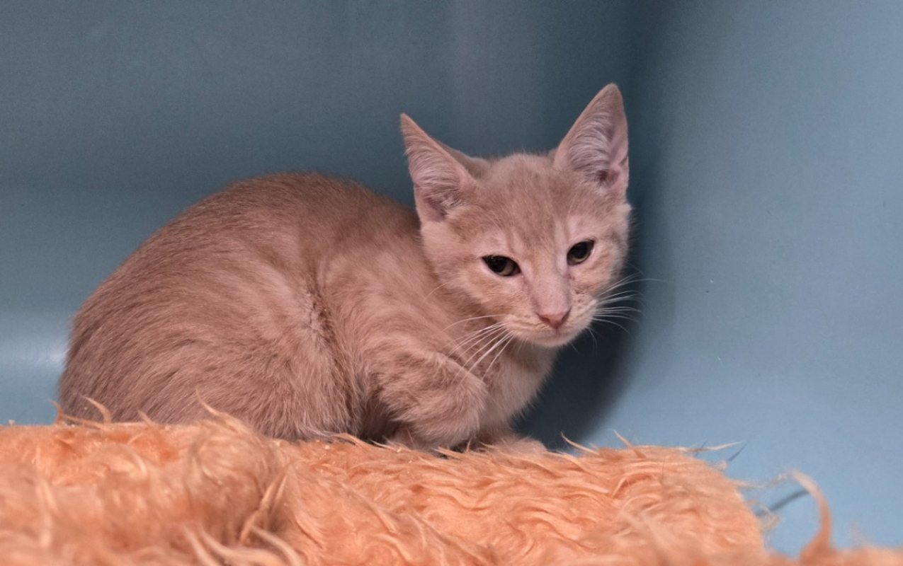 Kiwi - Chat Européen à adopter