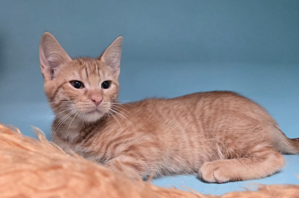 Kaki - Chat Européen à adopter