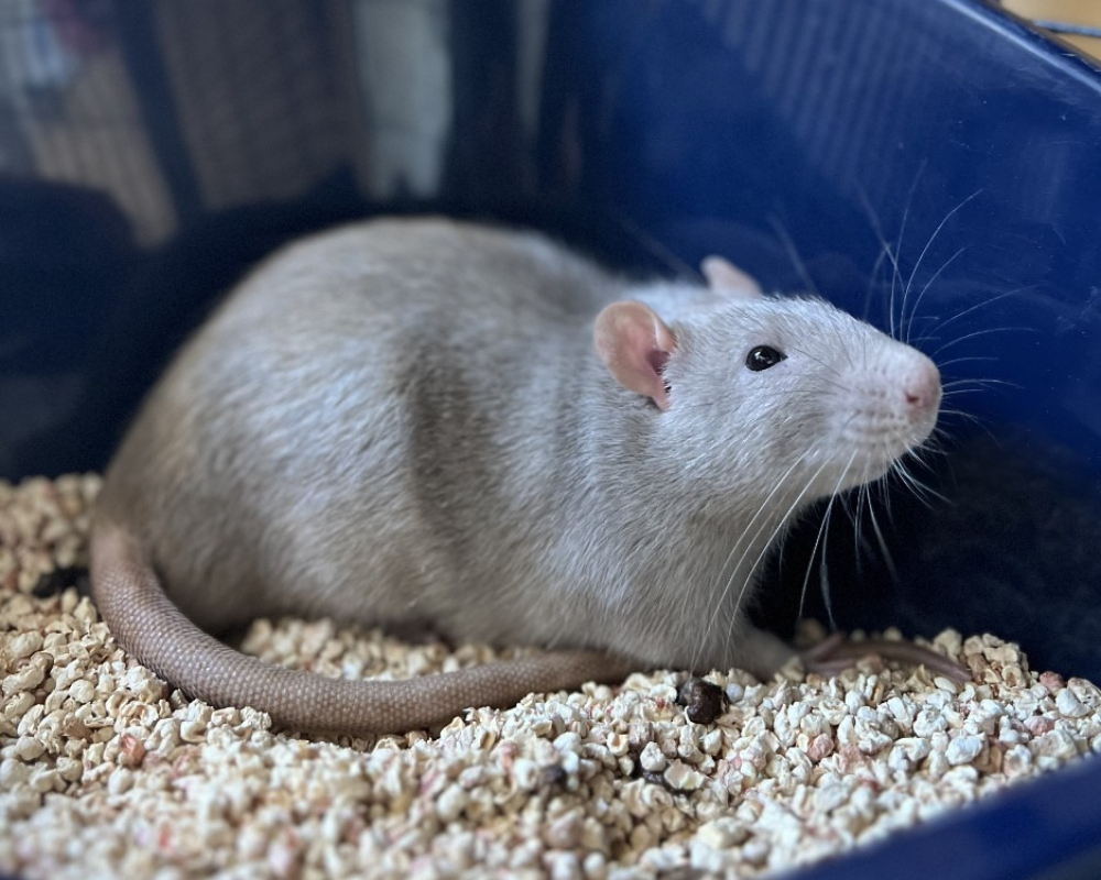 Hernandez - Rongeur Rat à adopter