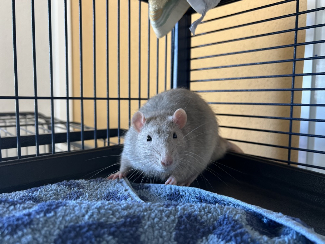 Hernandez - Rongeur Rat à adopter - photo 2
