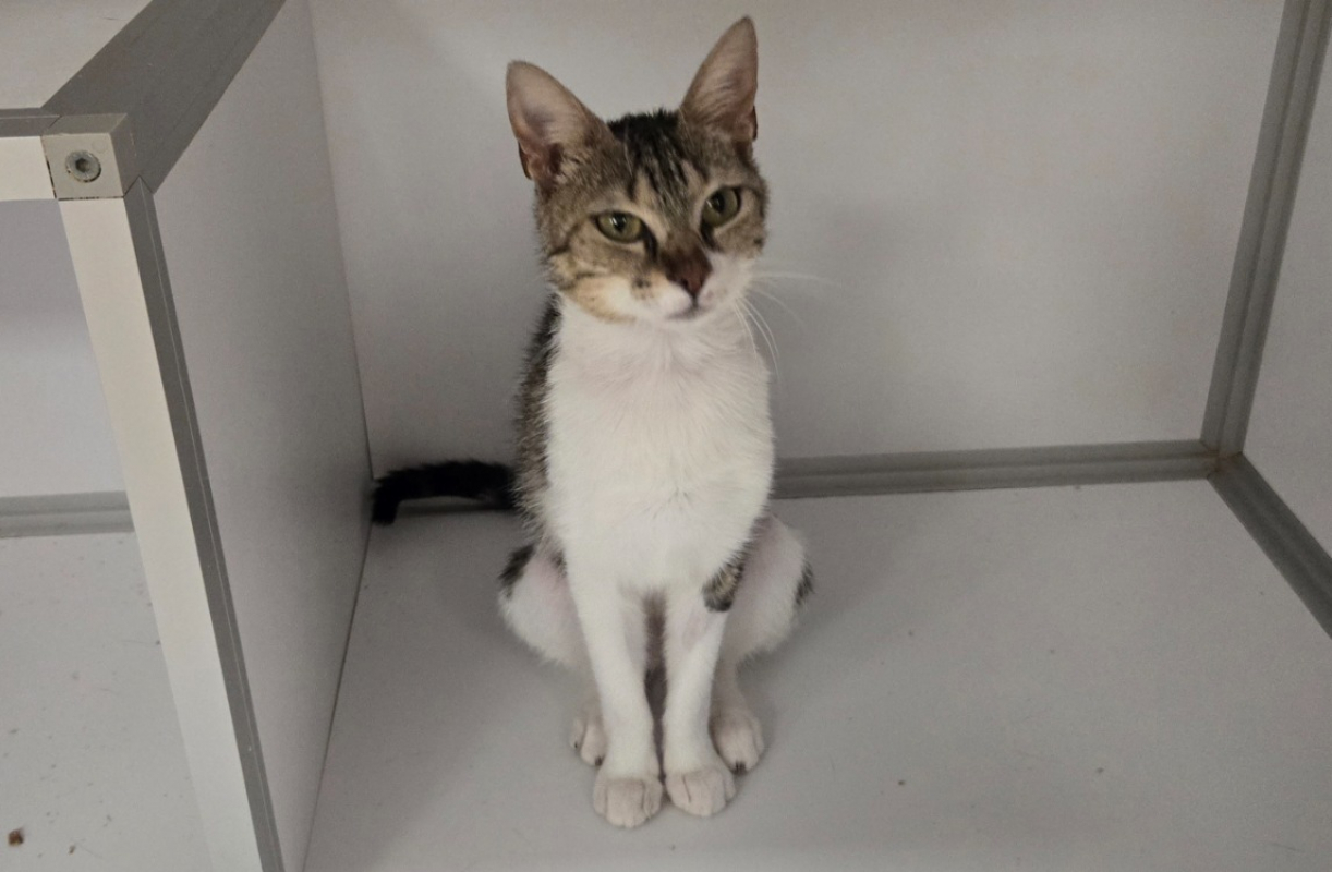Victoria - Chat Européen à adopter