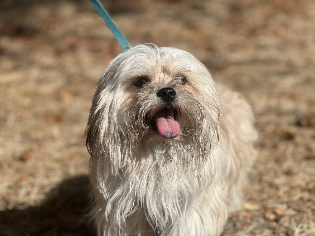 Bazou - Chien à adopter