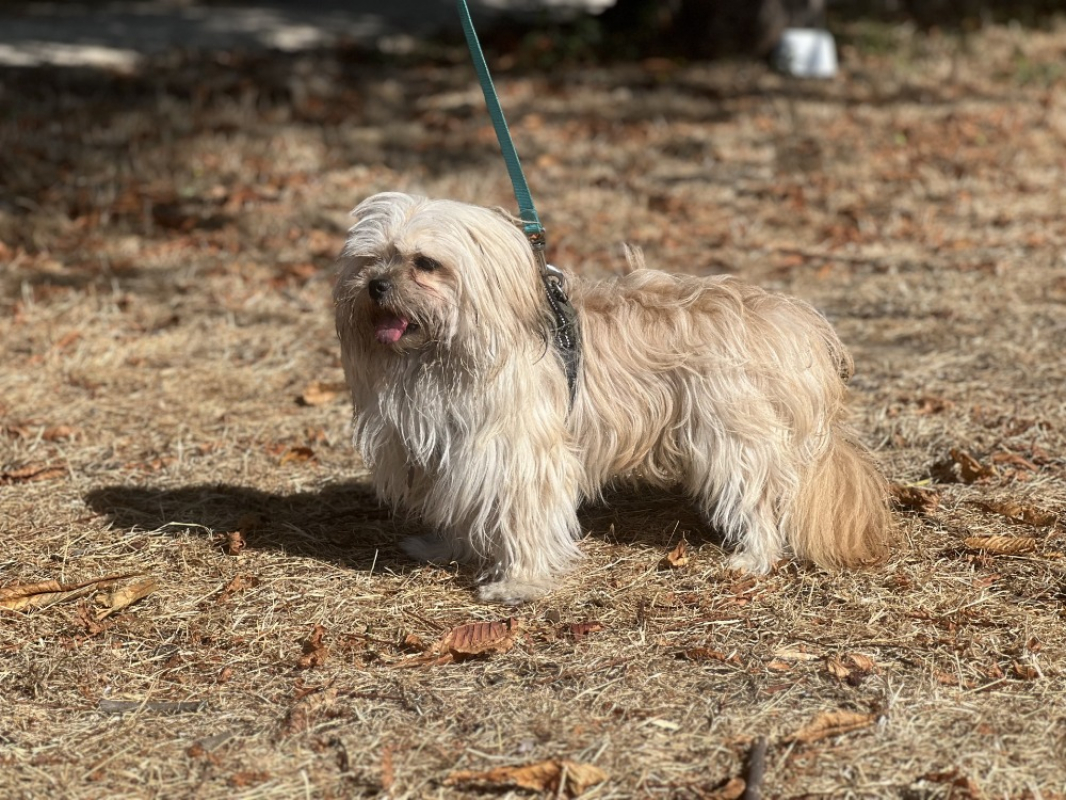 Bazou - Chien à adopter - photo 2