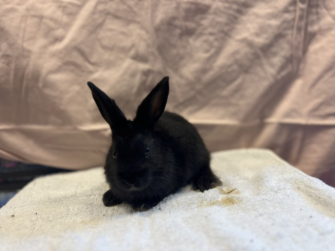 Ronce - Rongeur Lapin à adopter