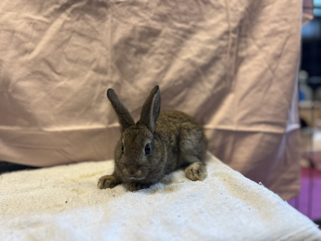 Rumex - Rongeur Lapin à adopter