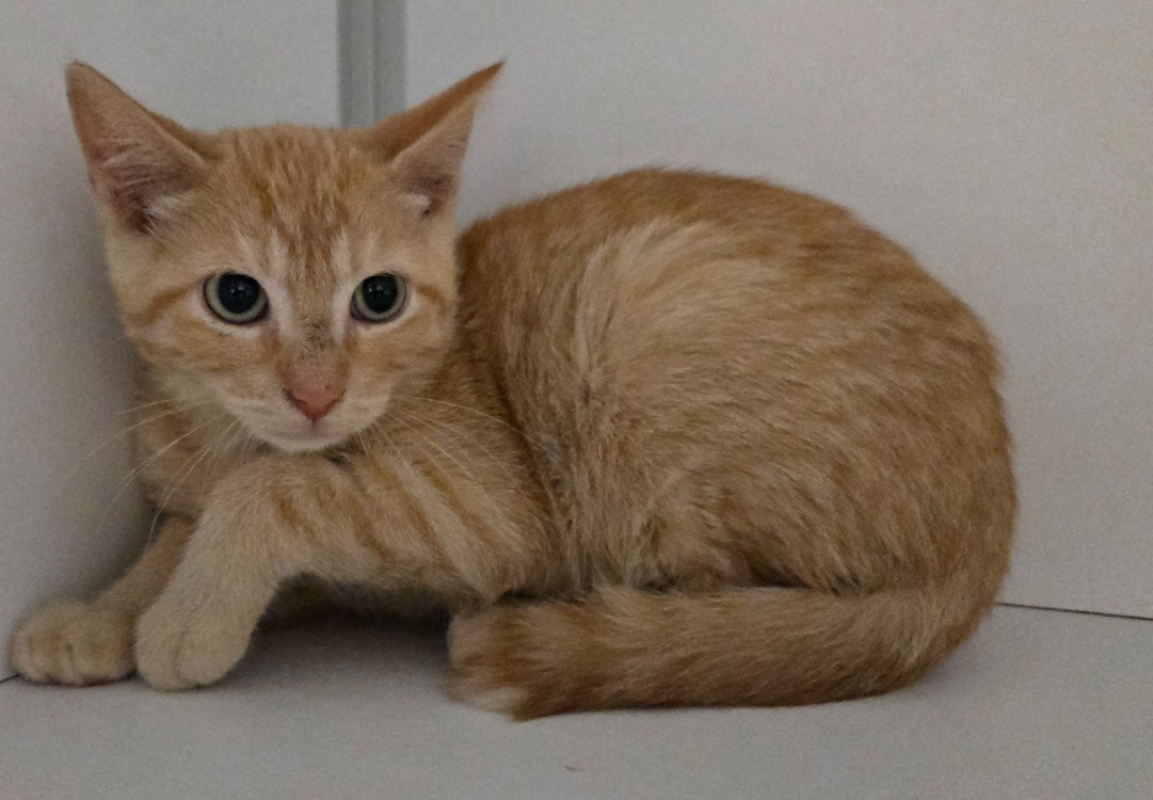 Quinou - Chat Européen à adopter
