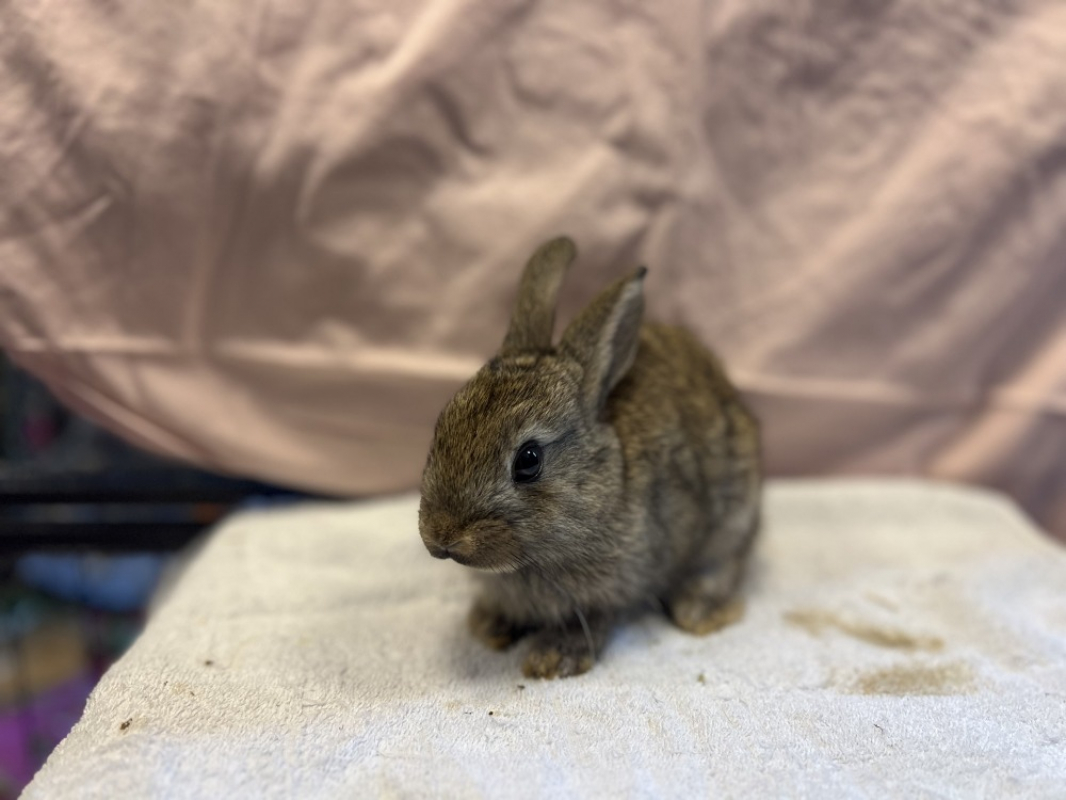 Plantain - Rongeur Lapin à adopter