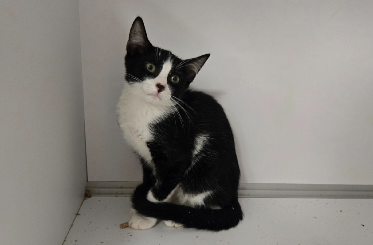 Pollux - Chat Européen à adopter