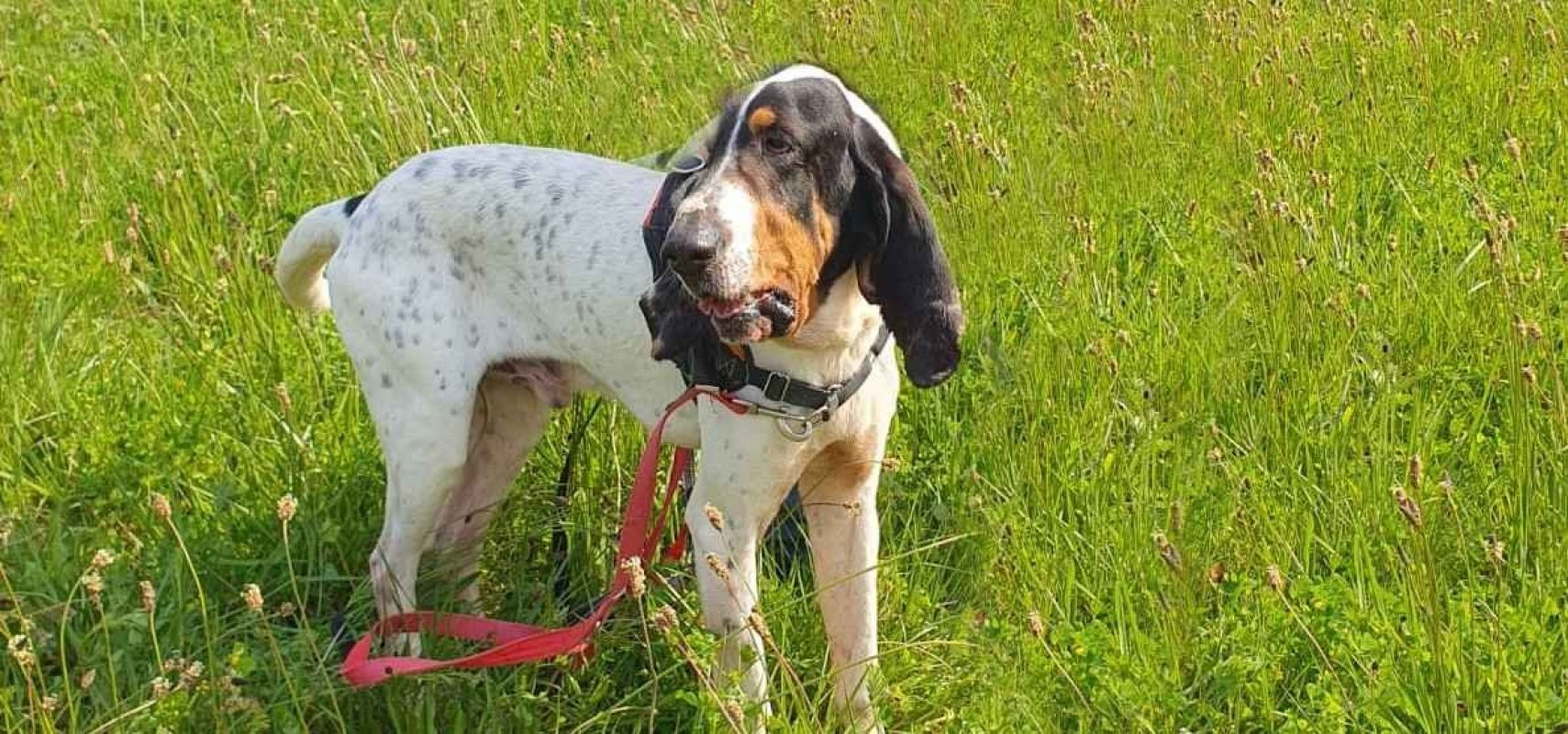 Kiko - Chien Ariégeois à adopter