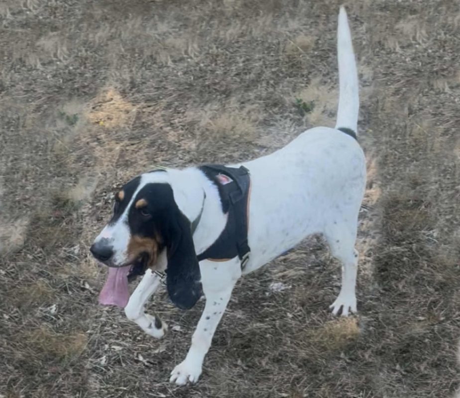 Kiko - Chien Ariégeois à adopter - photo 2