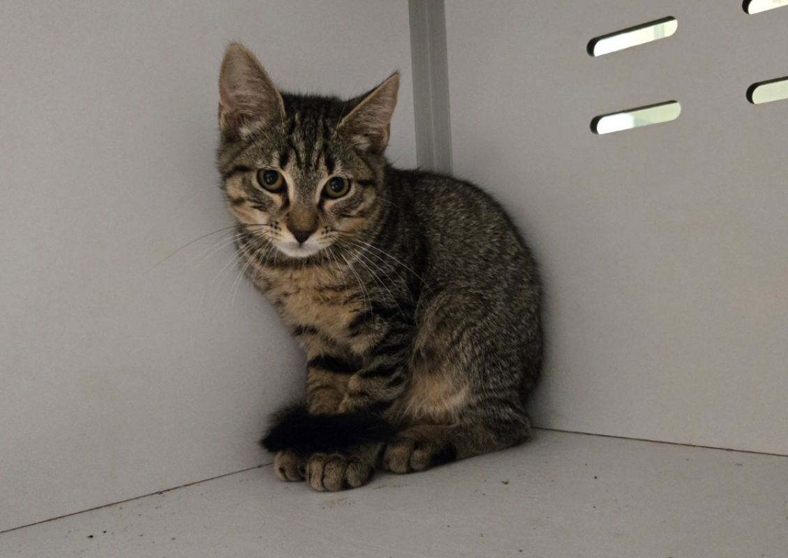 Maxou - Chat Européen à adopter