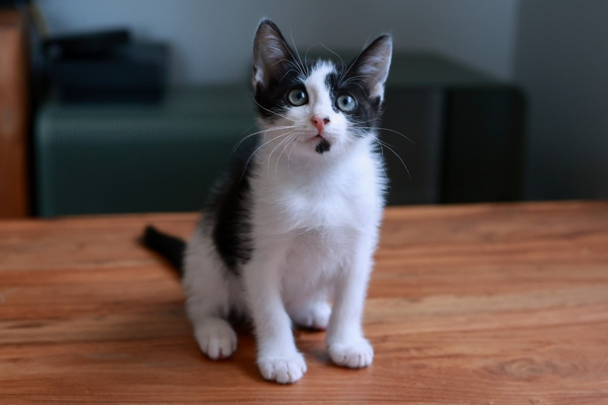 Emmy - Chat Européen à adopter
