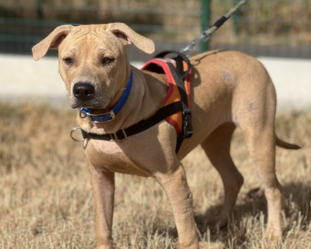 Delice - Chien à adopter