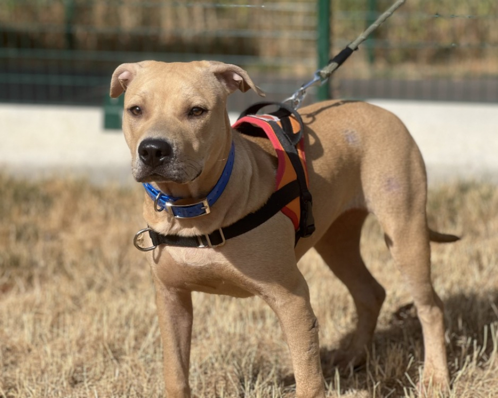 Delice - Chien à adopter - photo 2