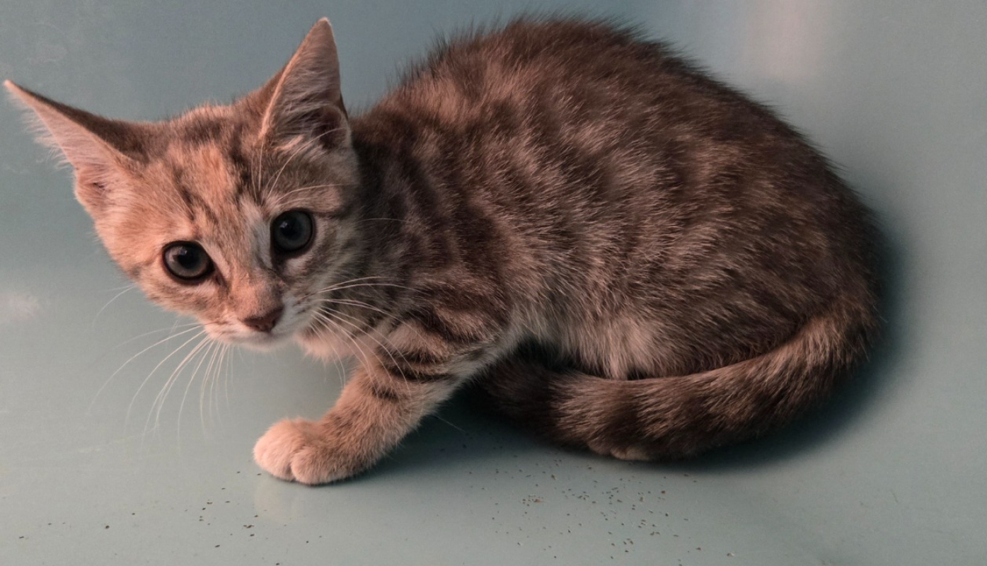 Indiana - Chat Européen à adopter