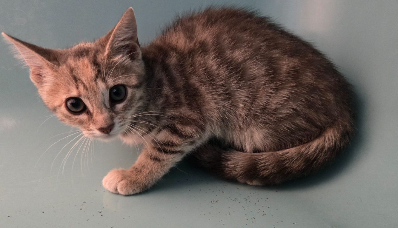 Indiana - Chat Européen à adopter