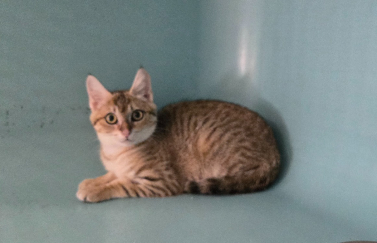 Charme - Chat Européen à adopter