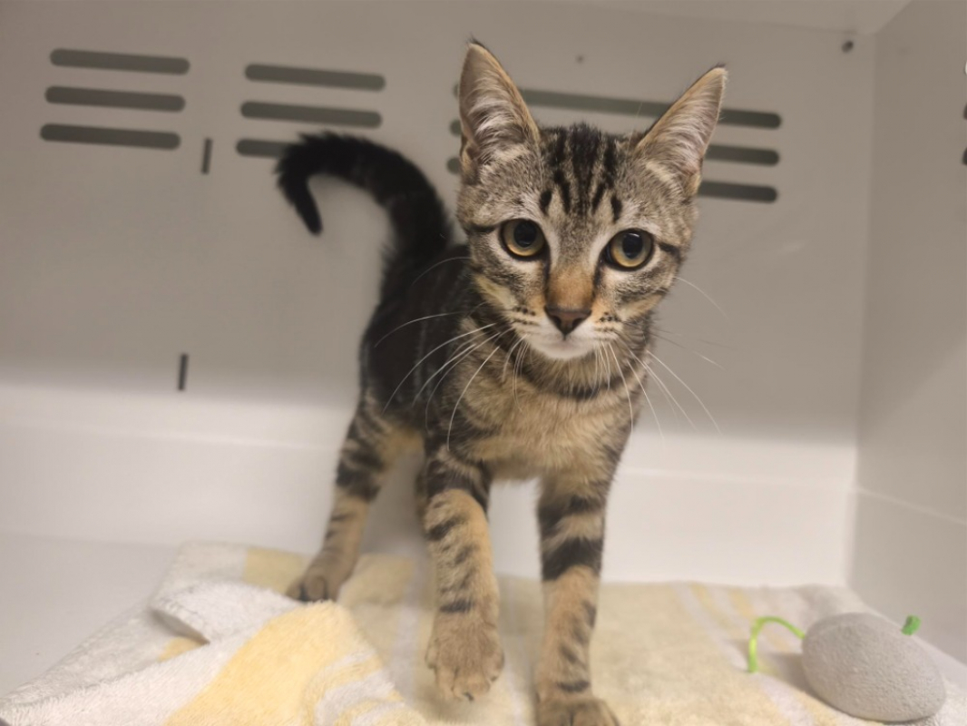 Iris - Chat Européen à adopter