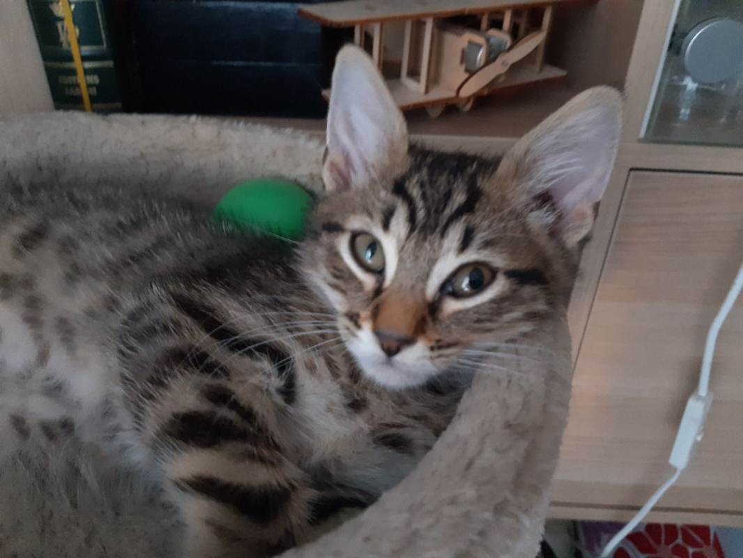 Félix - Chat Européen à adopter - photo 2