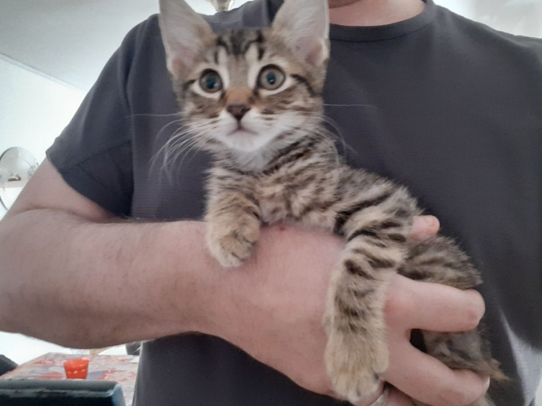 Félix - Chat Européen à adopter