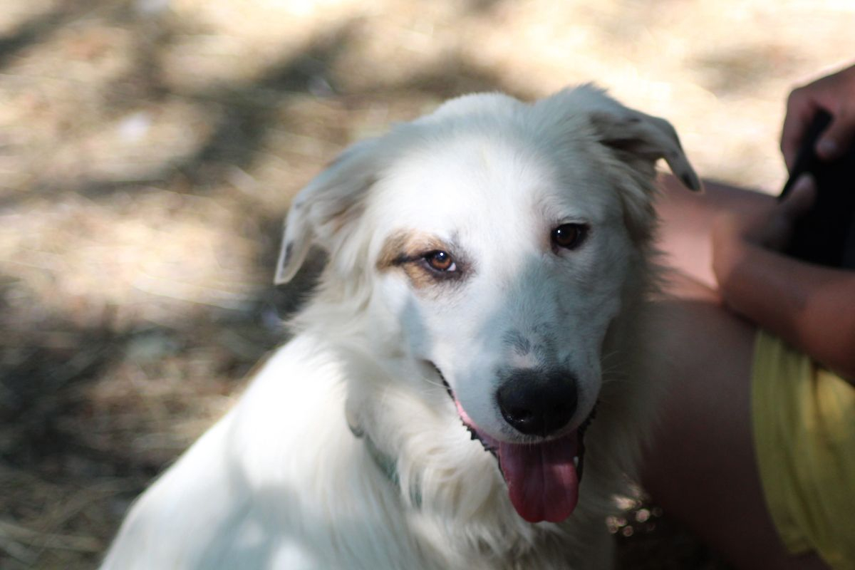 Arouk - Chien Chien de montagne des Pyrénées x Border Collie à adopter