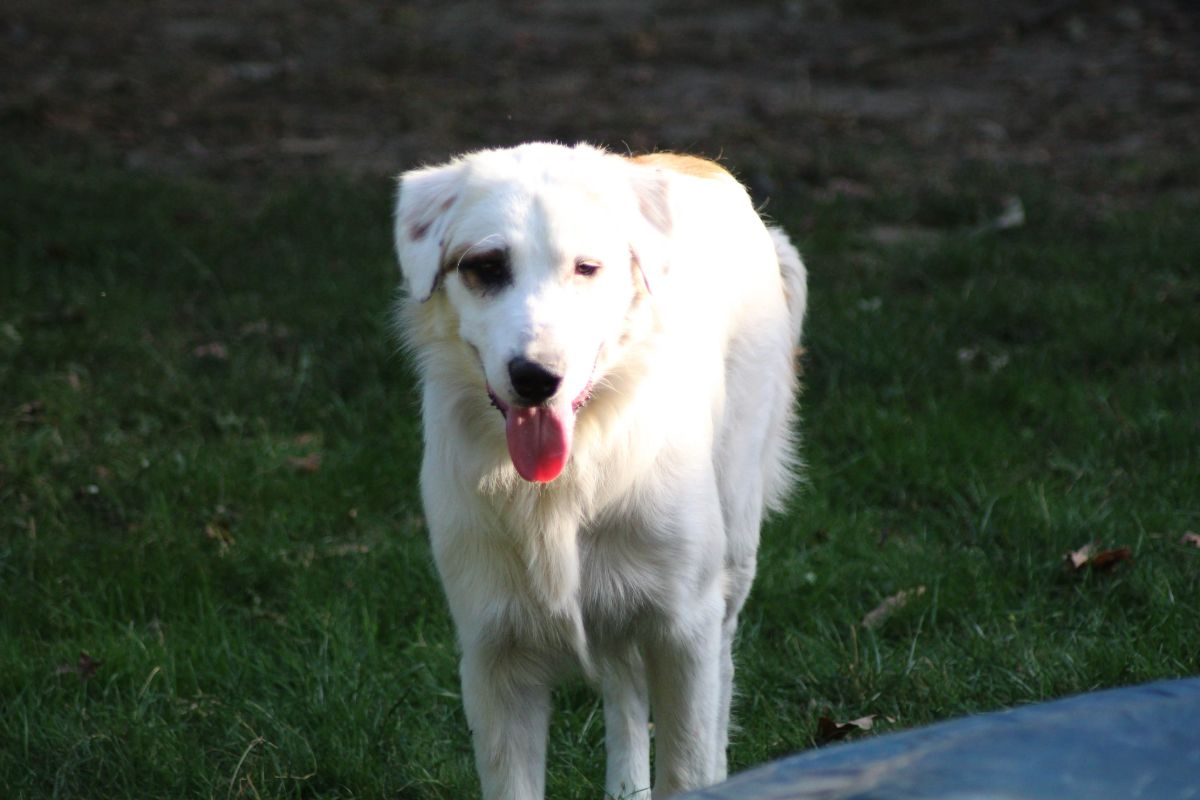 Arouk - Chien Chien de montagne des Pyrénées x Border Collie à adopter - photo 3