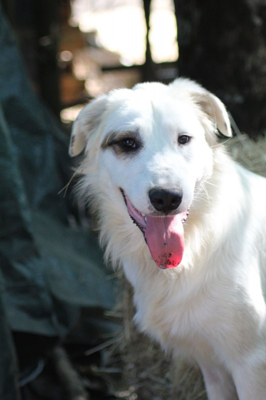 Arouk - Chien Chien de montagne des Pyrénées x Border Collie à adopter - photo 2