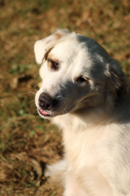 Arouk - Chien Chien de montagne des Pyrénées x Border Collie à adopter - photo 4