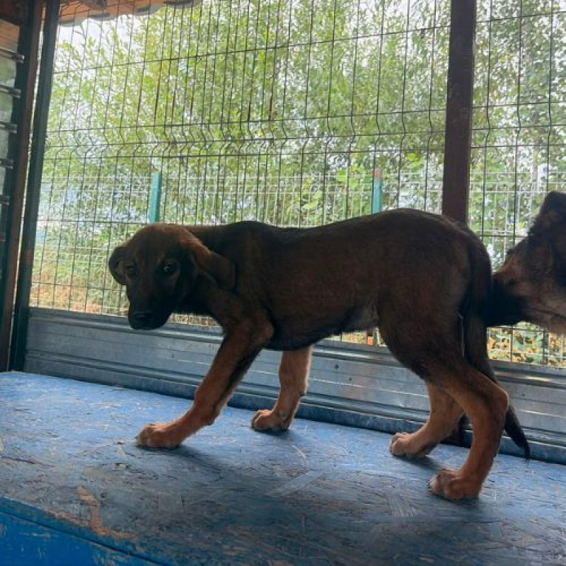 OLI - Chien à adopter