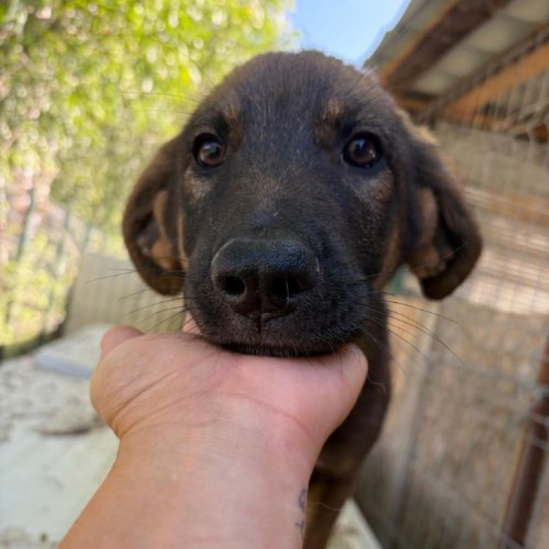 OLI - Chien à adopter - photo 2