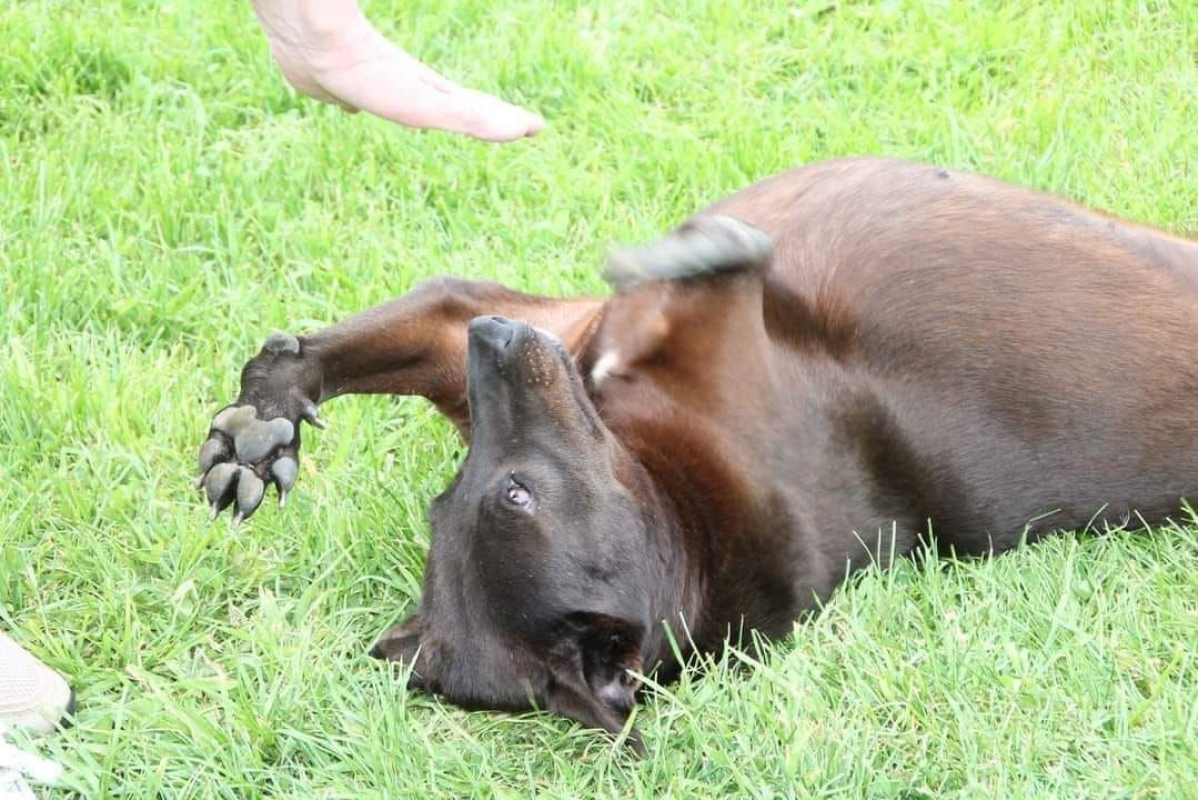 QAMAR - Chien à adopter - photo 7