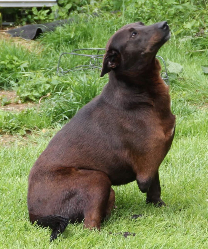 QAMAR - Chien à adopter