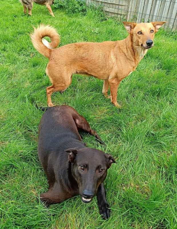QAMAR - Chien à adopter - photo 5