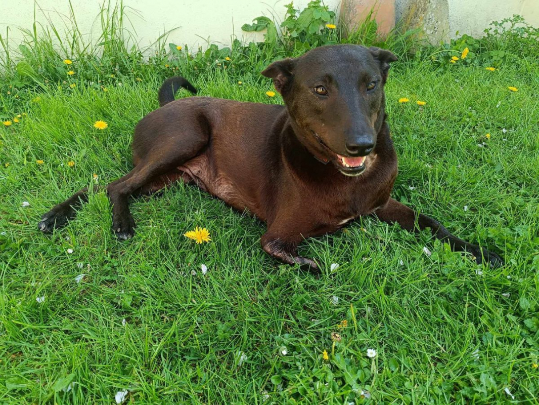 QAMAR - Chien à adopter - photo 8