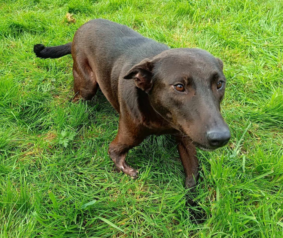 QAMAR - Chien à adopter - photo 4