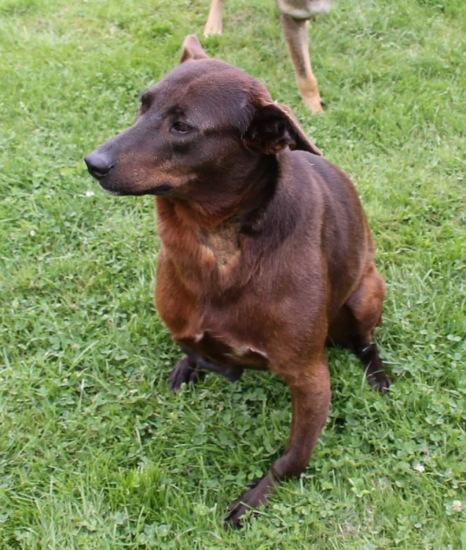 QAMAR - Chien à adopter - photo 6