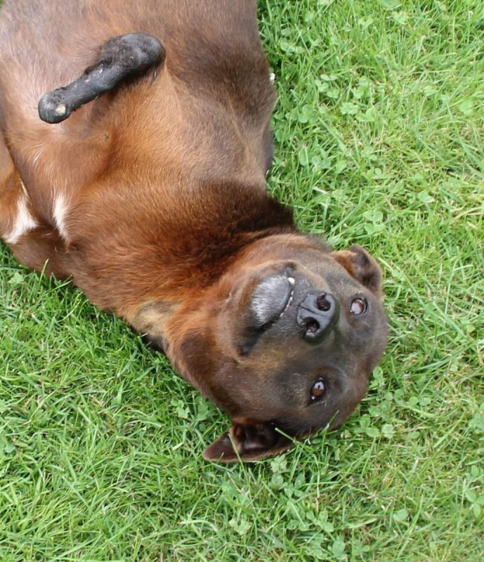 QAMAR - Chien à adopter - photo 3