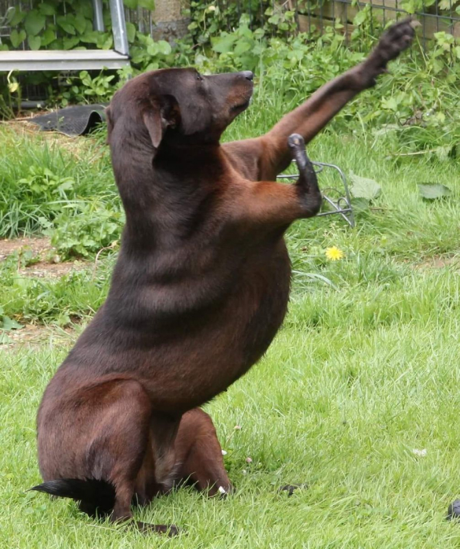 QAMAR - Chien à adopter - photo 2