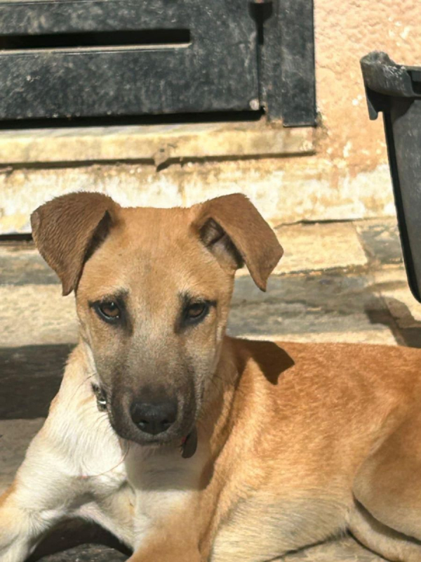 BILLY - Chien à adopter - photo 6