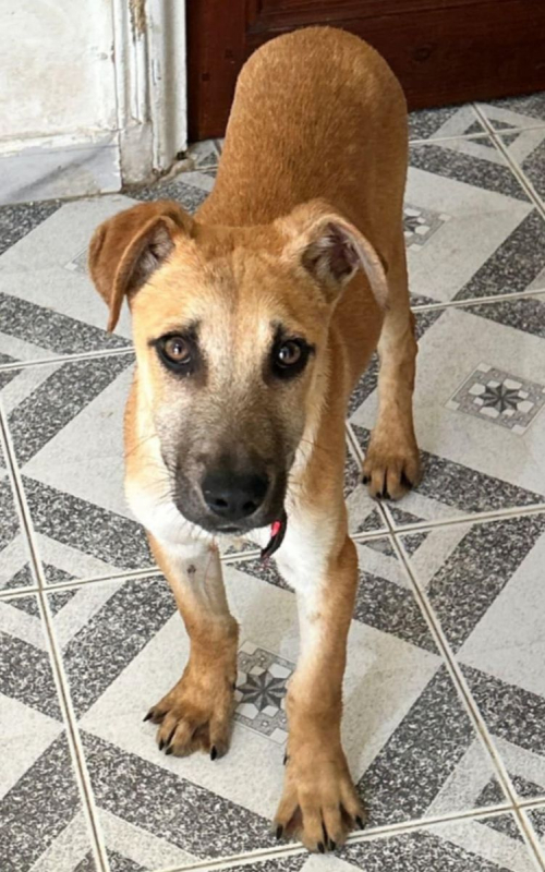 BILLY - Chien à adopter - photo 4